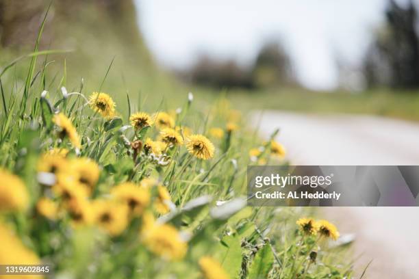dandelions flowering by a country lane - mittelstreifen stock-fotos und bilder