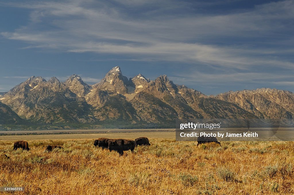 Buffalo herd and mountains