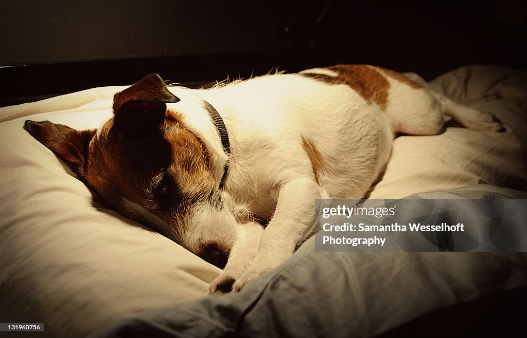 Sleepy jack russell