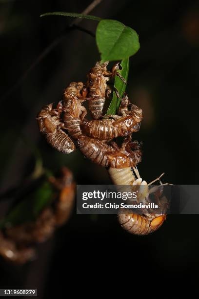 Cicedea Empty Shell Cicada Shells Photos and Premium High Res Pictures - Getty Images