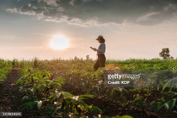 portrait of female farm worker with digital tablet while observing plant disease research in cassava plantation field. - tree farm bildbanksfoton och bilder