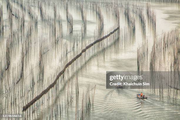 a small boat cruising in the middle of the kelp farm in sea - china art stock-fotos und bilder