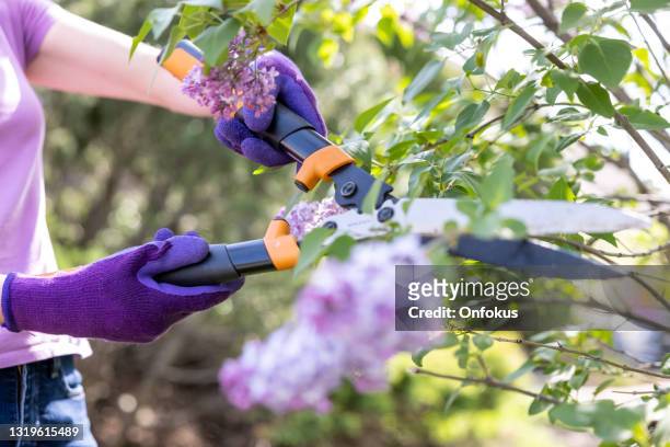 woman gardening and cutting purple lilac flowers outdoors in summer - purple lilac stock pictures, royalty-free photos & images