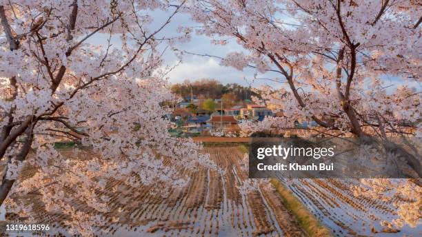 cherry blossom in north korea - nordkorea bildbanksfoton och bilder