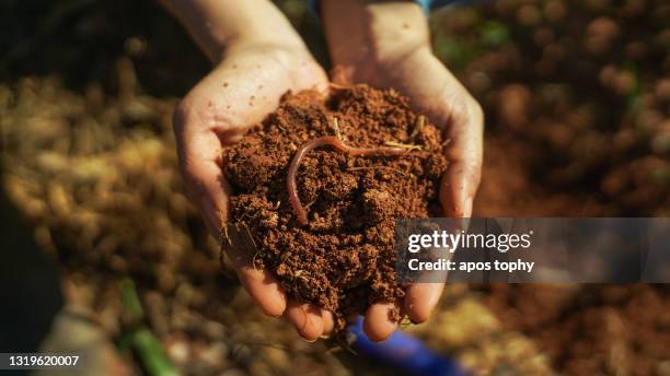 fertile soil with earthworm - earthworm stock pictures, royalty-free photos & images