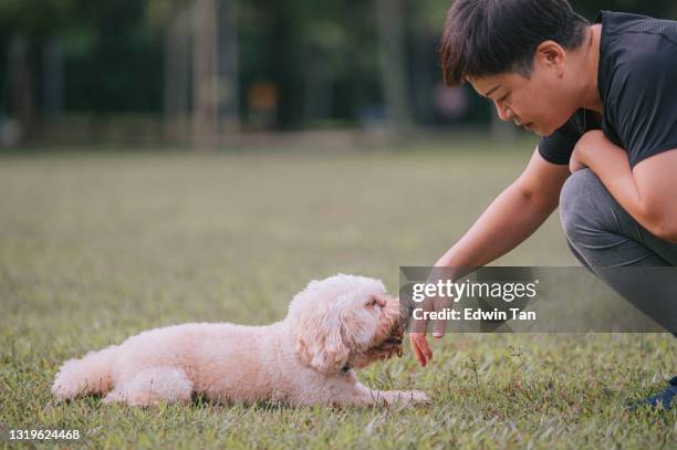 asian chinese mid adult short hair female training her toy poodle in public park - dog and human hand stock pictures, royalty-free photos & images