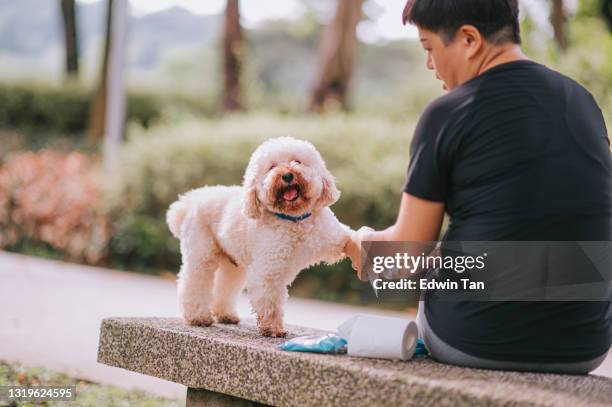 asiatische chinesische mittlere erwachsene kurze haare weibliche reinigung ihrer haustier hund spielzeug pudel in öffentlichen park bonding zusammen morgen - wet wipe stock-fotos und bilder