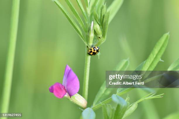 wickenblüte mit marienkäfer - marienkäfer stock pictures, royalty-free photos & images