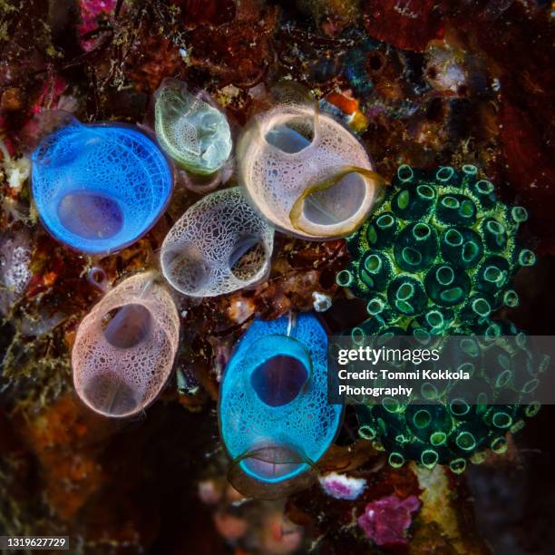 Tunicate Extract Tunicates Photos and Premium High Res Pictures - Getty Images