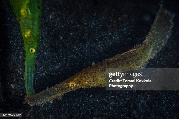 pair of robust ghost pipefish - robust ghost pipefish stock pictures, royalty-free photos & images