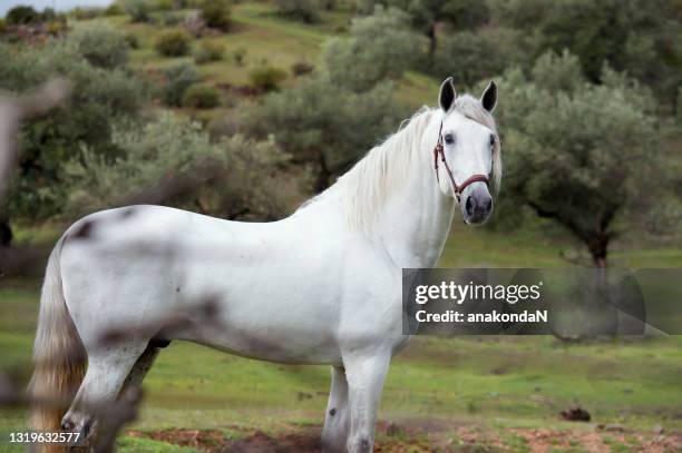 white pure spanish stallion posing in olive garden. andalusia. spain - grautier pferdeartige stock-fotos und bilder