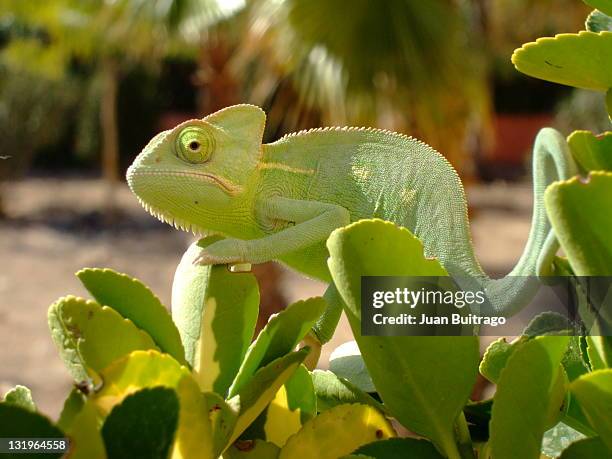 chameleon - chameleon stockfoto's en -beelden