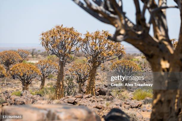 Quiver Treemap 58 Alex Karas Stock Photos, High-Res Pictures, and Images - Getty Images