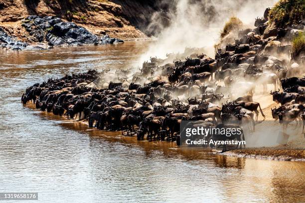 great wildebeest migration, thirsty wildebeest herd drinking water - great migration stock pictures, royalty-free photos & images