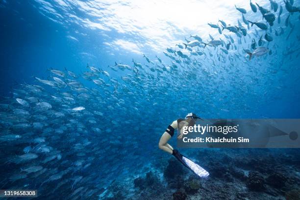 freediving with group of jackfish - woman diving underwater stock pictures, royalty-free photos & images