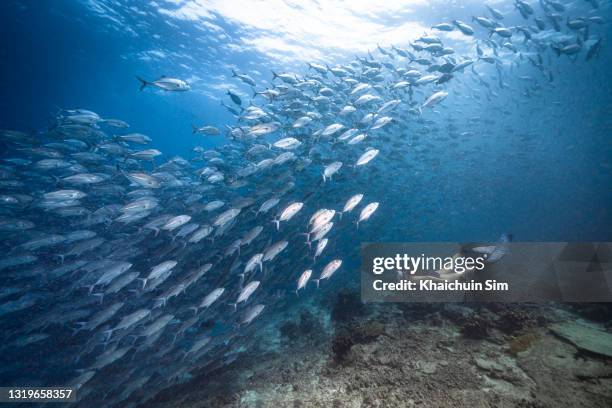 freediving with group of jackfish - jack fish stock pictures, royalty-free photos & images