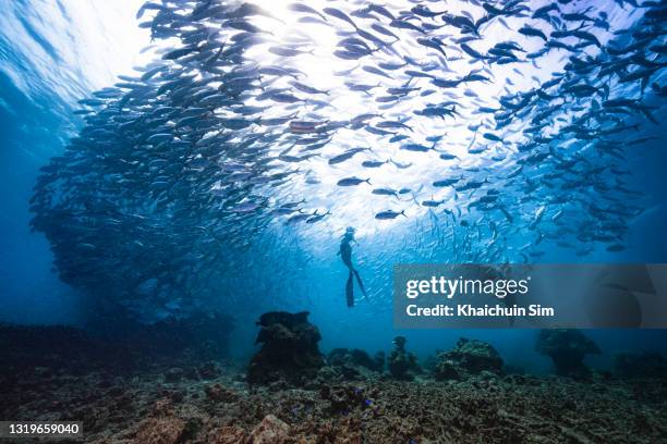 freediving with group of jackfish - macchina fotografica subacquea foto e immagini stock