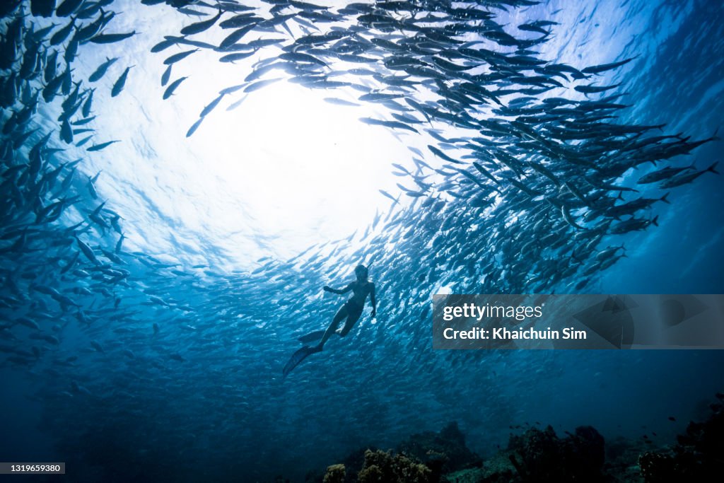 Freediving with group of jackfish