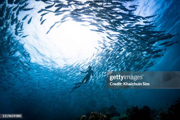 freediving with group of jackfish - barbatana equipamento de mergulho imagens e fotografias de stock