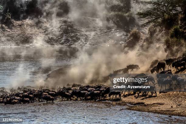 great wildebeest migration, thirsty wildebeest herd drinking water - wildebeest migration stock pictures, royalty-free photos & images