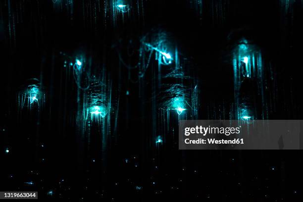 glowworms illuminating dark cave inkahurangi national park - glowworm stock pictures, royalty-free photos & images