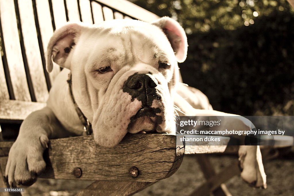 Tired bulldog