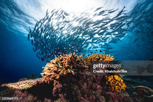 group of jackfish underwater - hard coral stock-fotos und bilder