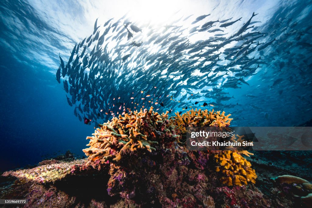 Group of jackfish underwater