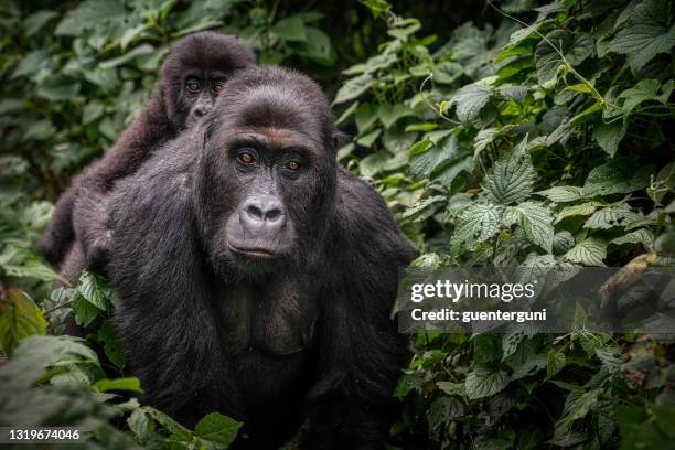 gorilla baby riding on back of mother, wildlife shot, congo - zaire park stock pictures, royalty-free photos & images