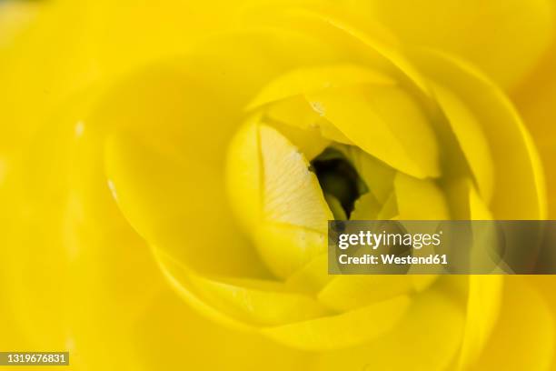 yellow ranunkel in bloom - ranunkel stock pictures, royalty-free photos & images