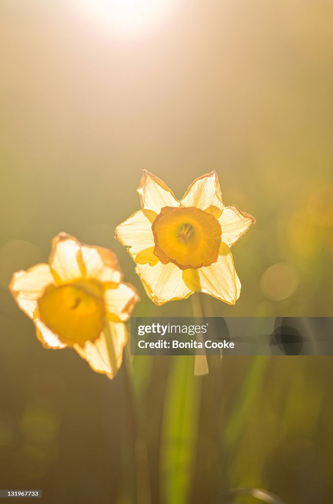 Spring daffodils