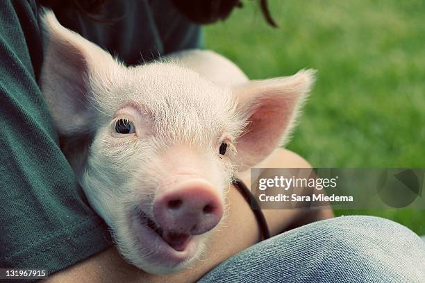 man holding piglet - piggy imagens e fotografias de stock