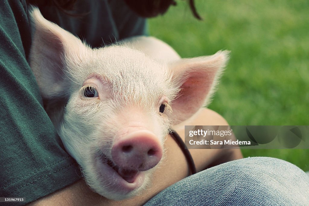 Man holding piglet