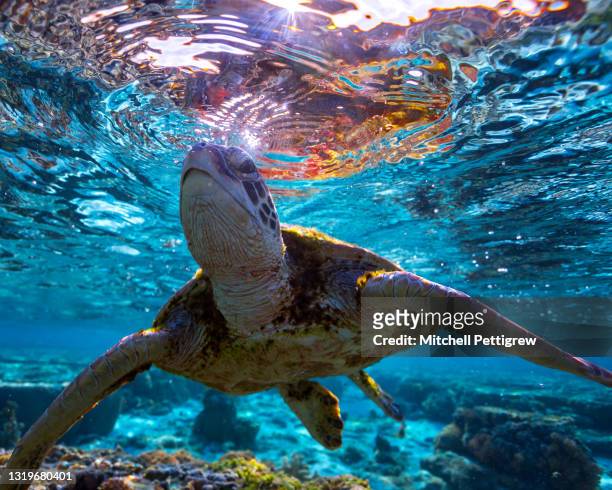sea turtle - australia colour stock-fotos und bilder