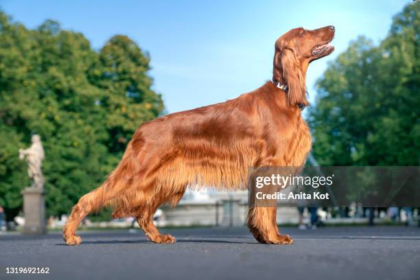 irish setter - silhouette presentation - brown hair ストックフォトと画像