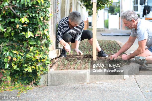 neighbours plant ornamental grass cuttings in a shared driveway garden - neighbor stock pictures, royalty-free photos & images