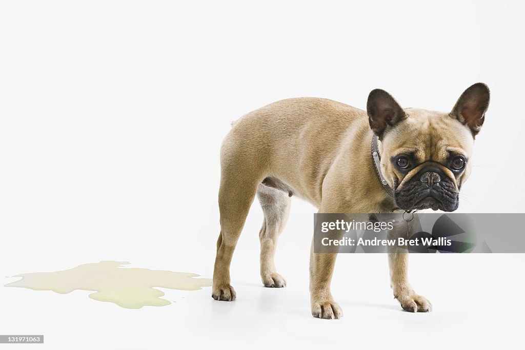 French Bulldog wets the floor & looks embarrassed