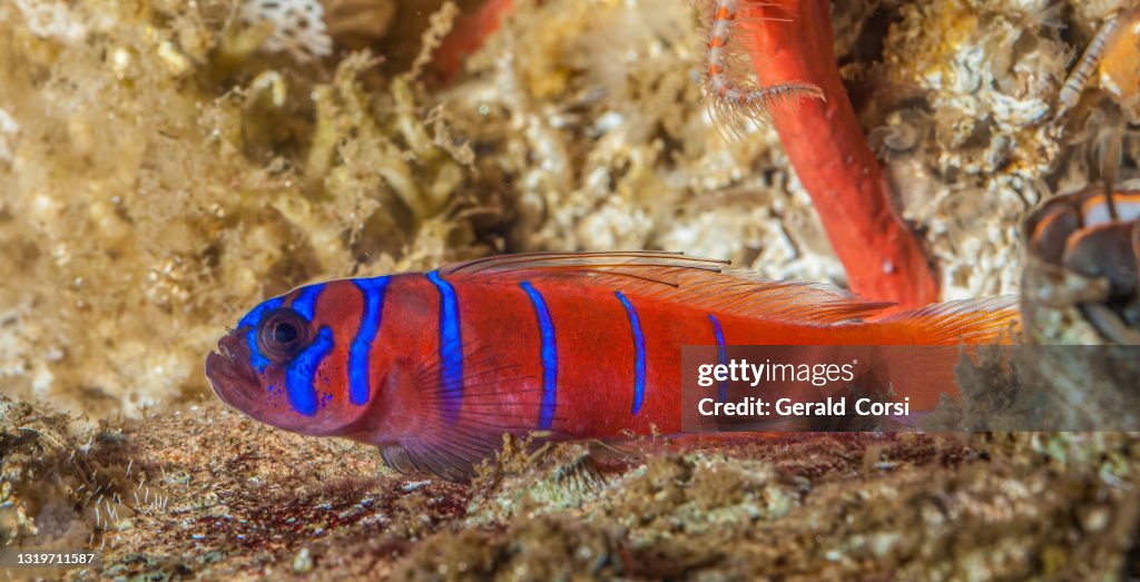 Lythrypnus dalli, the Blue-banded goby or Catalina Goby is a species of goby native to the eastern Pacific from Monterey Bay (California) to northern Peru, including the Gulf of California. 	Actinopterygii, Gobiiformes, Gobiidae.
