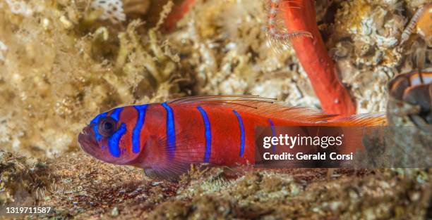 lythrypnus dalli, the blue-banded goby or catalina goby is a species of goby native to the eastern pacific from monterey bay (california) to northern peru, including the gulf of california. 	actinopterygii, gobiiformes, gobiidae. - trimma okinawae stock pictures, royalty-free photos & images