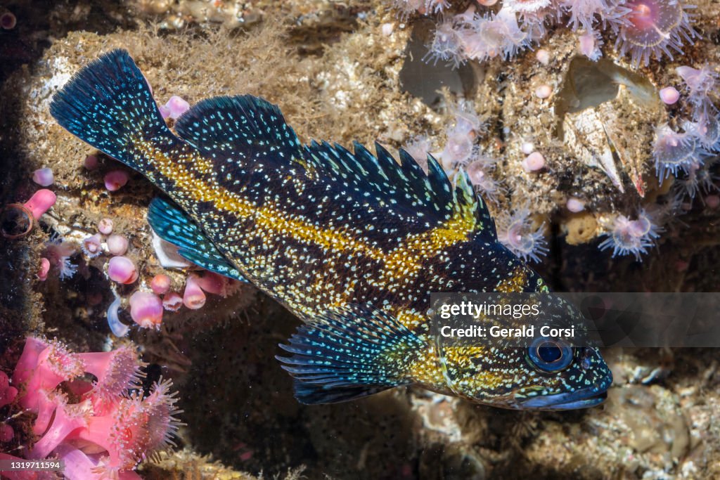 China Rockfish, Sebastes nebulosus, Monterey, California; Osteichthyes; Scorpaeniformes; Scorpiaenidae