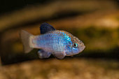 Cyprinodon macularius is a rare species of fish in the family Cyprinodontidae and is known by the common name desert pupfish. Listed endangered species in the United States. Presently, the only remaining natural populations of the desert pupfish are locat
