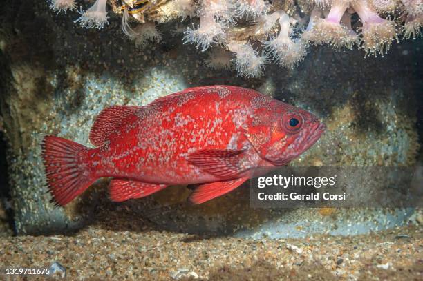 432 Red Snapper In Water Stock Photos, High-Res Pictures, and