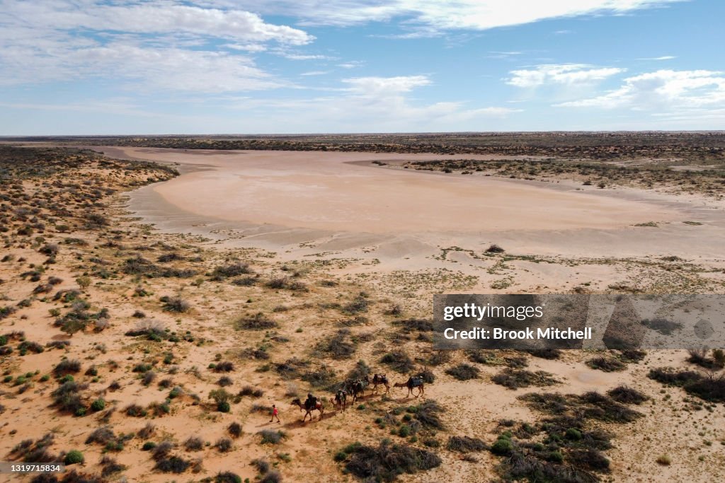 Australian Woman On 5,000km Solo Trek Through Outback With Team Of Camels