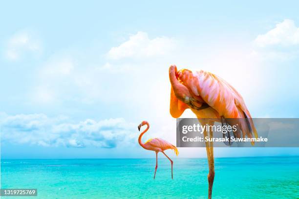 a picture of a flamingo flying in the clear blue sea with the sun shining with a beautiful reflection. - greater flamingo stock-fotos und bilder