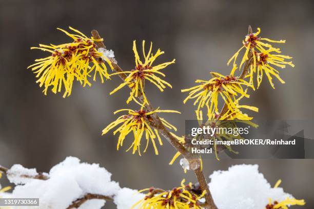 witch-hazel (hamamelis), blooming in the snow, schwaz, tyrol, austria - hamamelis stock-fotos und bilder