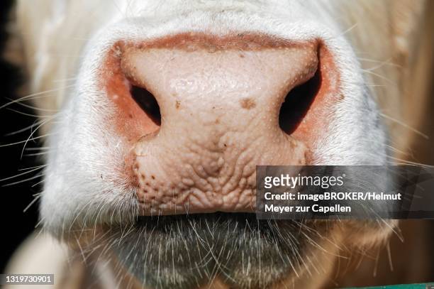 flotzmaul, mouth, french charolais cattle, bavaria, germany - charolais rind stock-fotos und bilder
