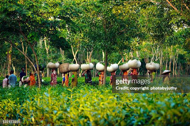 people walking in farm - cultura del bangladesh foto e immagini stock