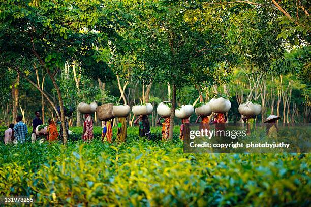 people walking in farm - bangladeshi culture - fotografias e filmes do acervo