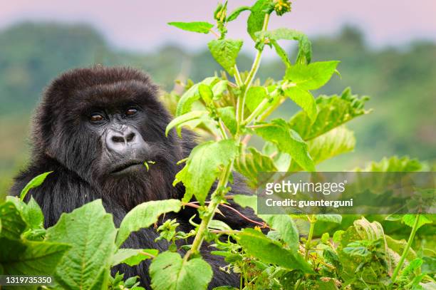 gorila de montaña (gorilla beringei beringei) en las virungas - gorilla fotografías e imágenes de stock