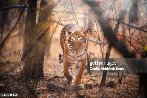 bengal tiger - stock photo - bengal tiger fotografías e imágenes de stock